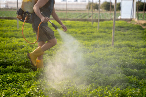 Best Residential Pest Control  in Brookhaven, MS