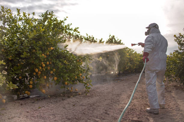 Best Local Pest Control Services  in Brookhaven, MS
