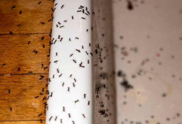 Best Cockroach Control Services  in Brookhaven, MS
