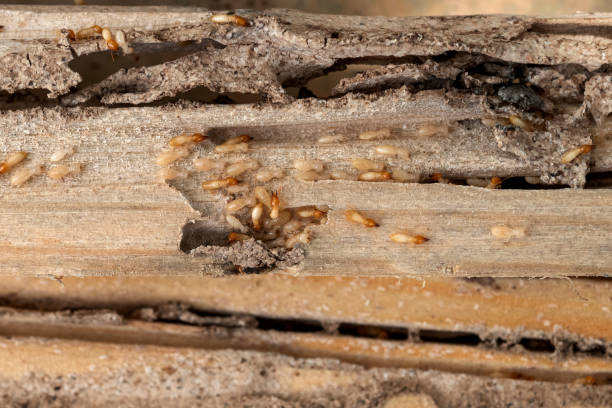 Best Exterminator Services  in Brookhaven, MS